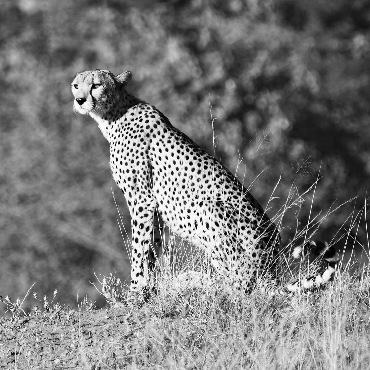 black-and-white grayscale photography of leopard cheetah