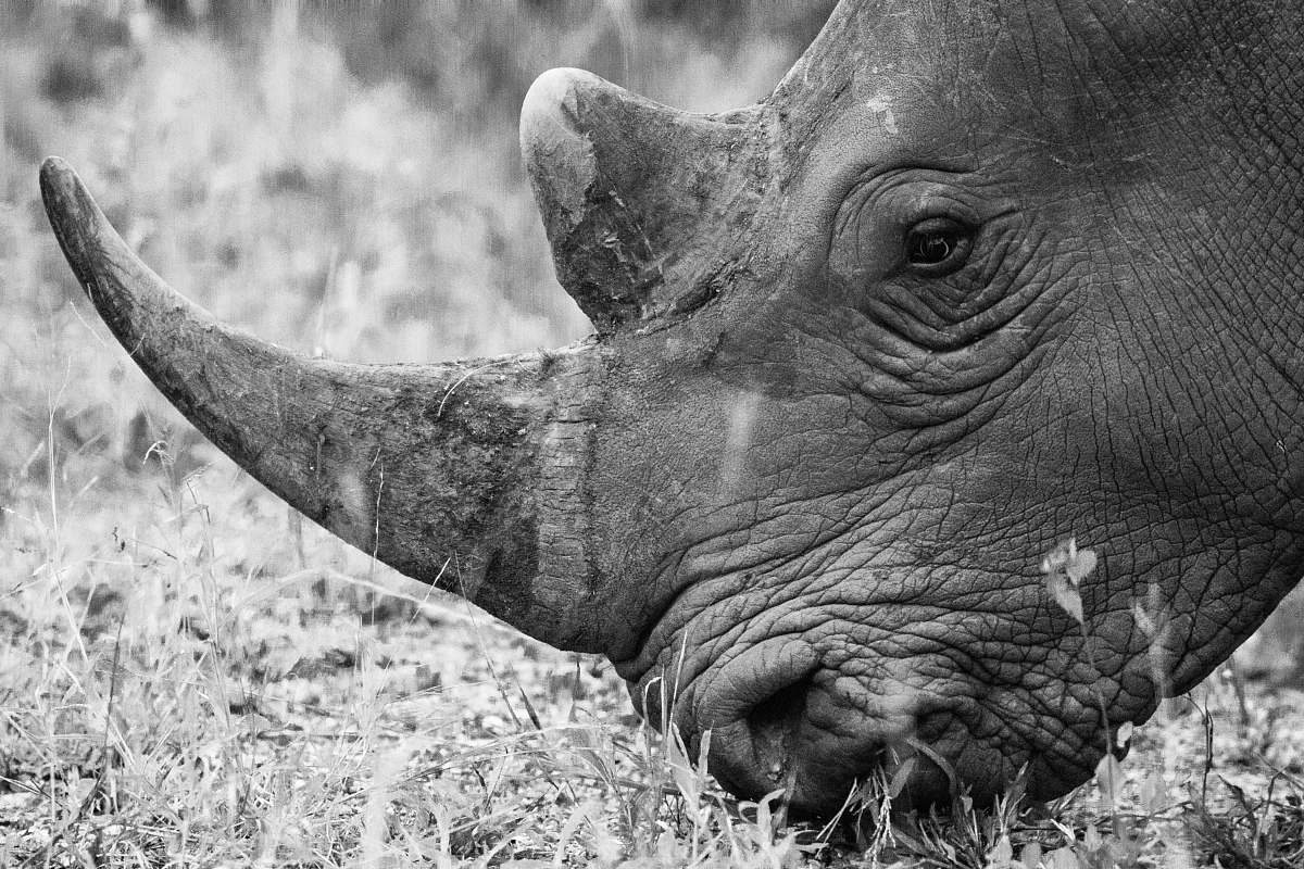 black-and-white grayscale photography of rhinoceros eating grass rhino