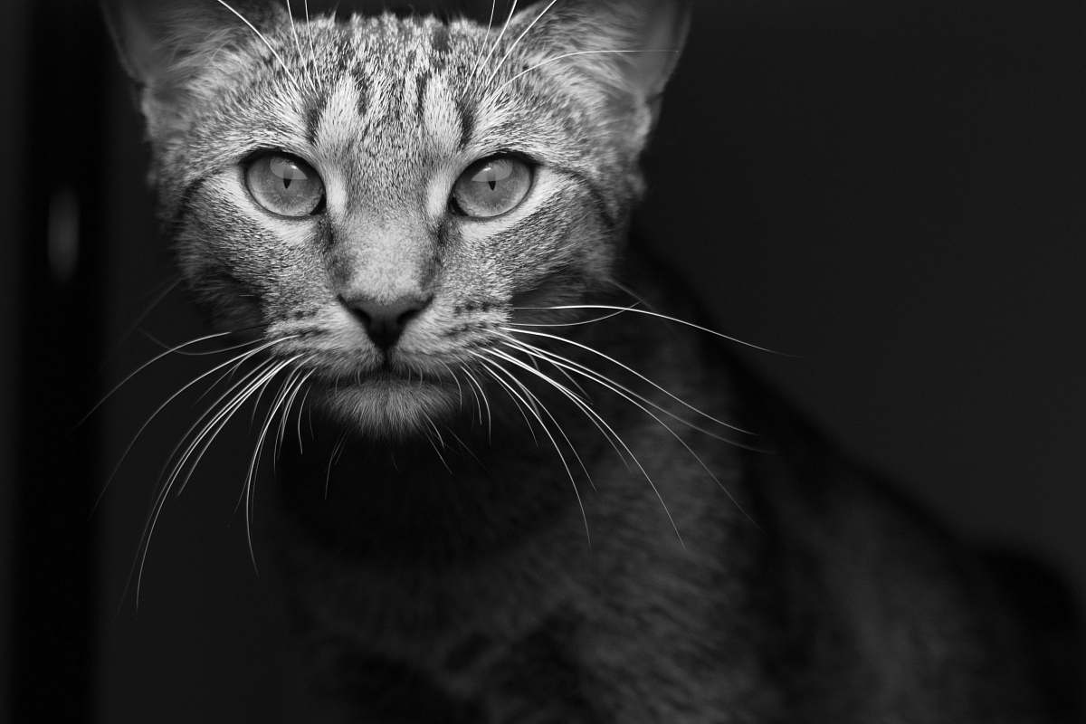 black-and-white grayscale photography of tabby cat cat