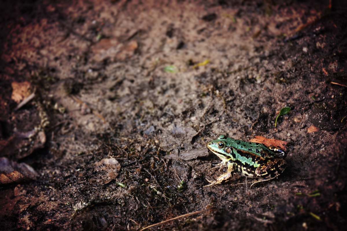 frog green and black toad on brown soil in close-up photography green