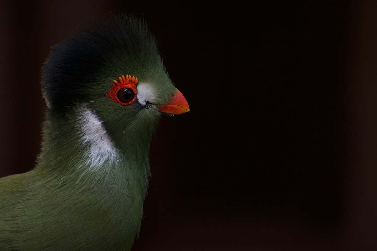bird green and white bird beak