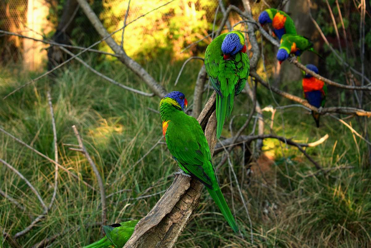 bird green birds on focus photography parrot