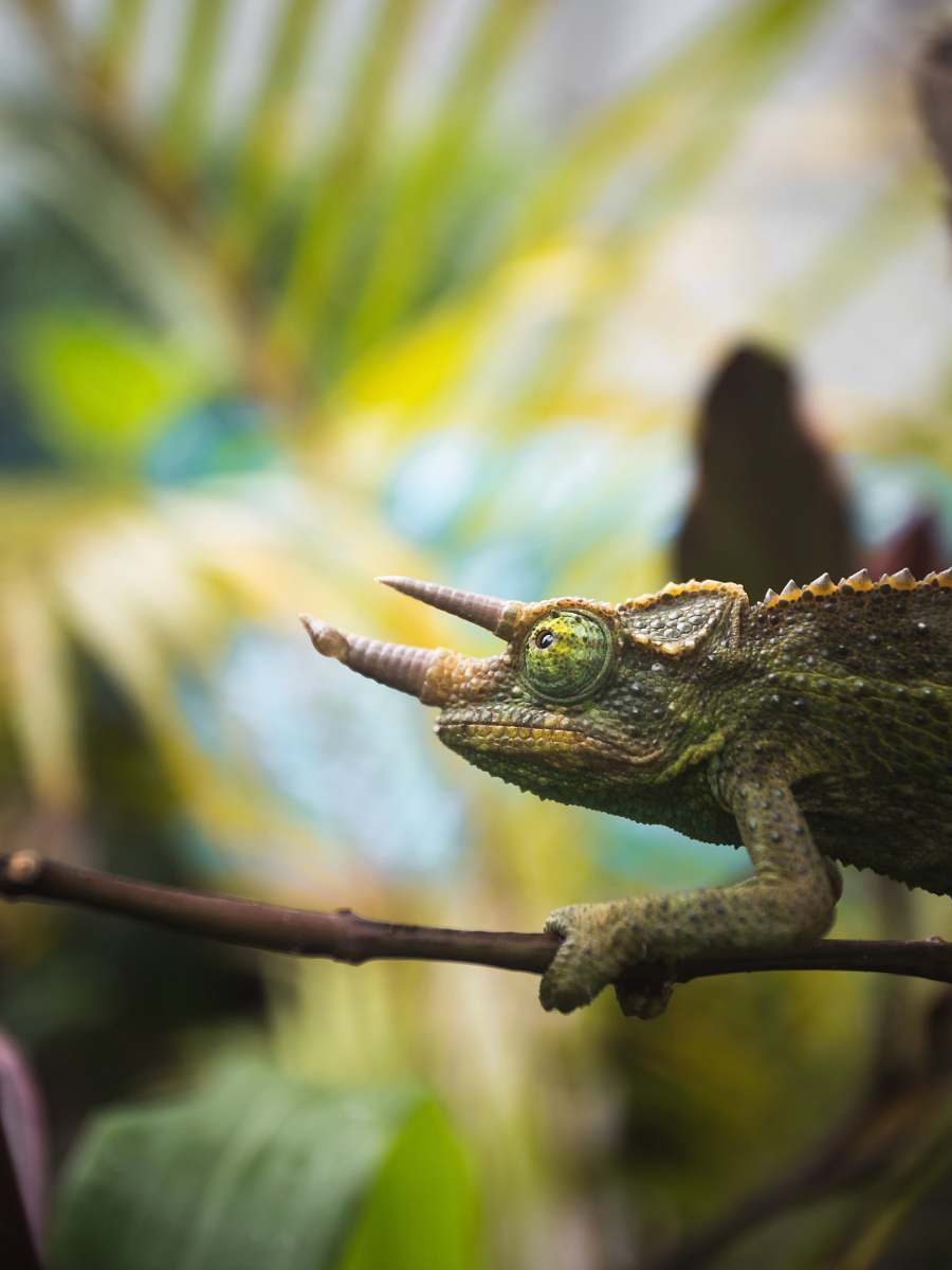 lizard green frog reptile