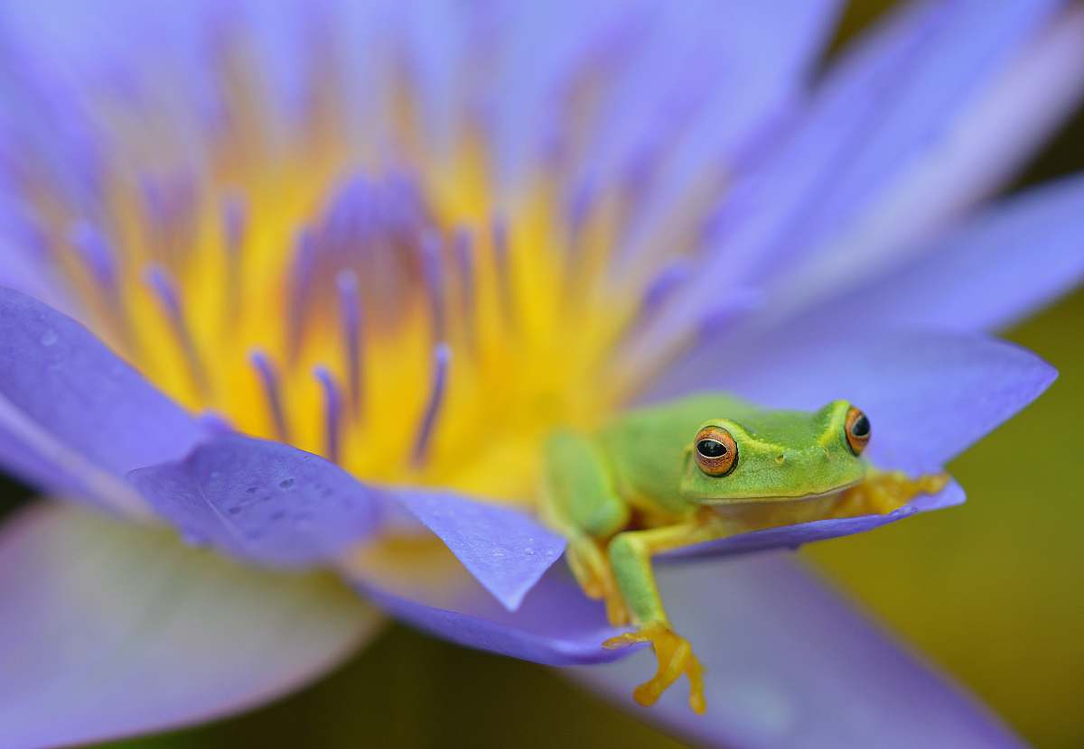 frog green frog on purple flower amphibian