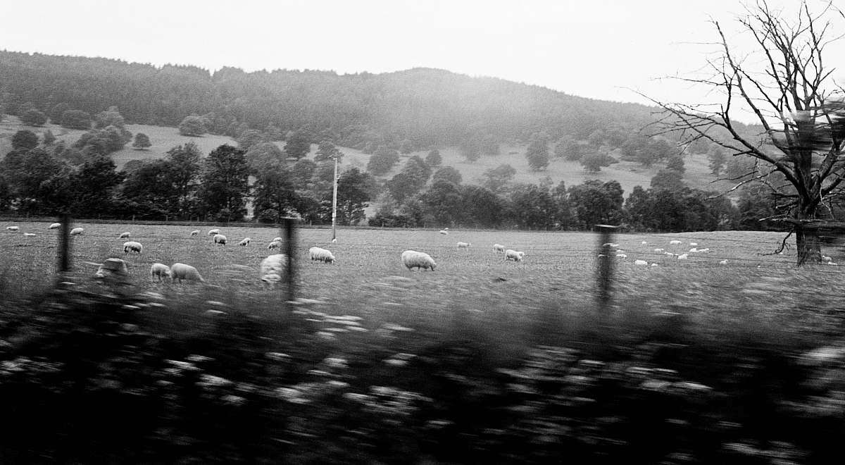 mammal green grass field black-and-white