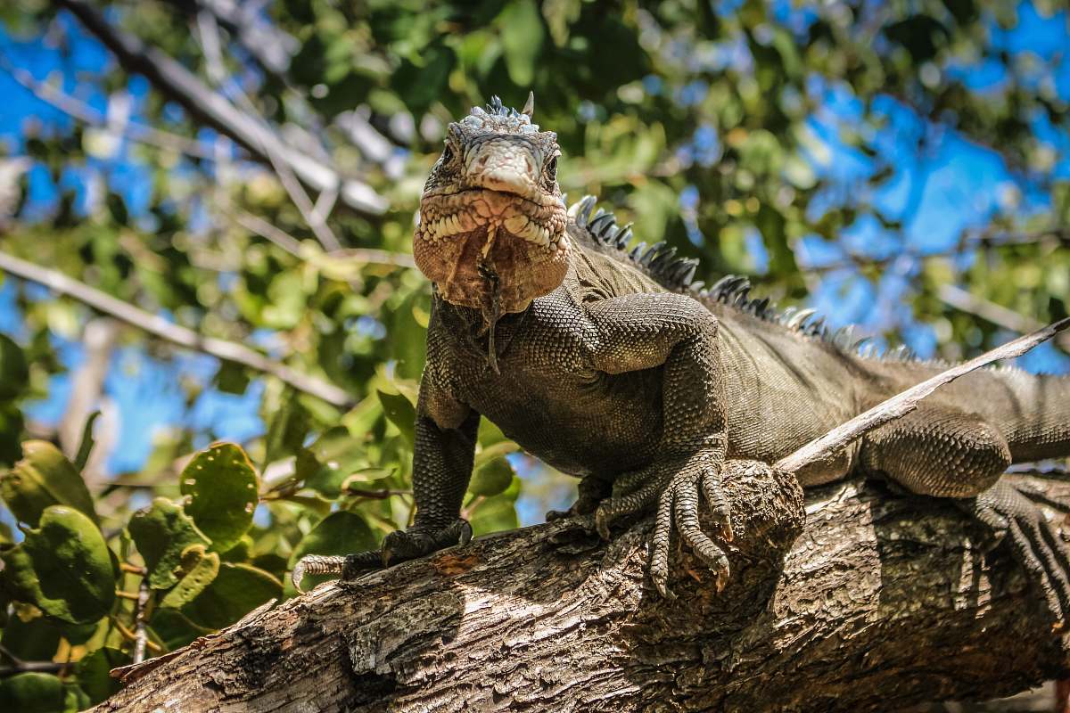 iguana green iguana lizard