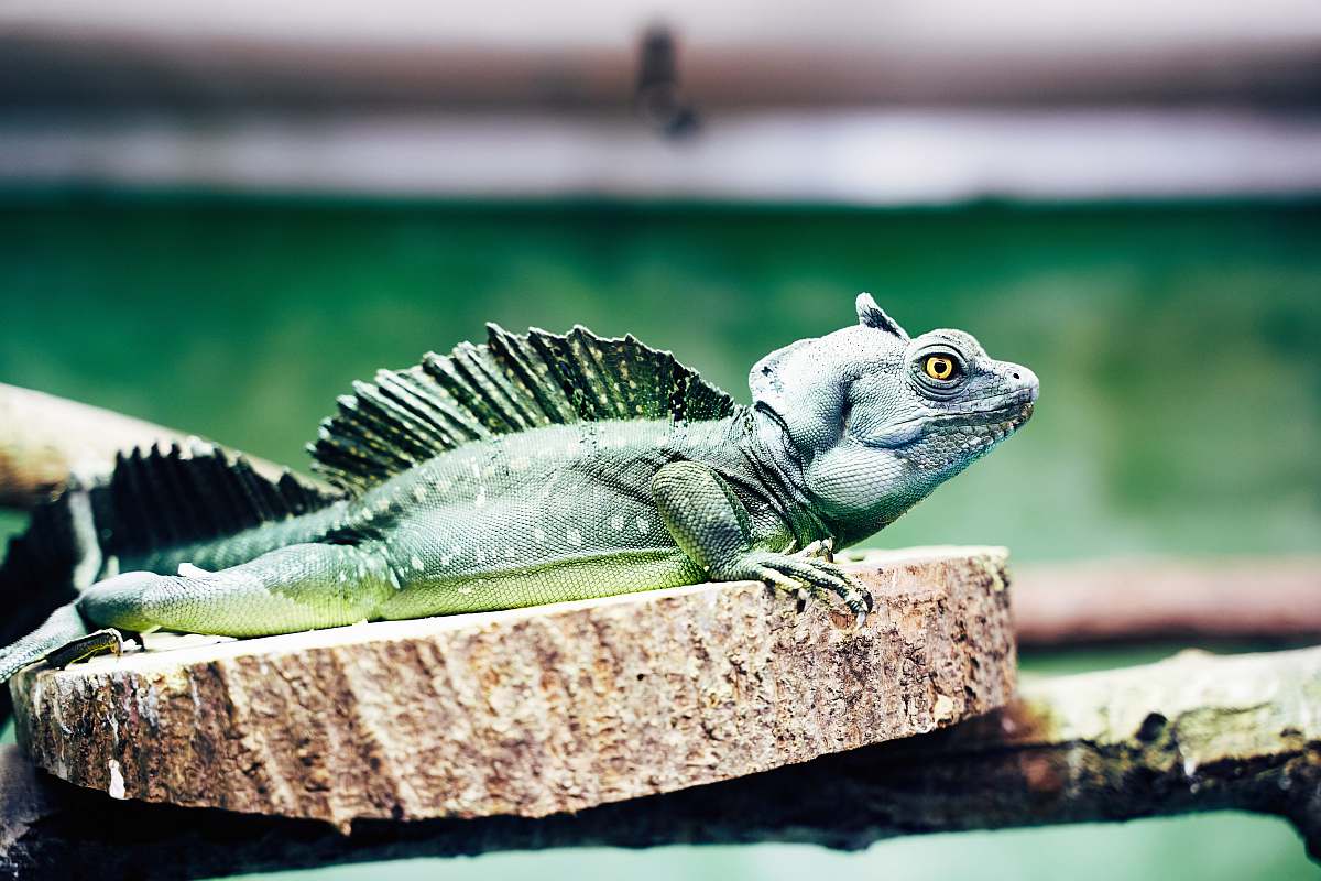 lizard green iguana on wooden surface iguana
