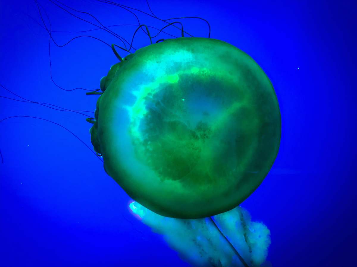 invertebrate green jellyfish under water jellyfish