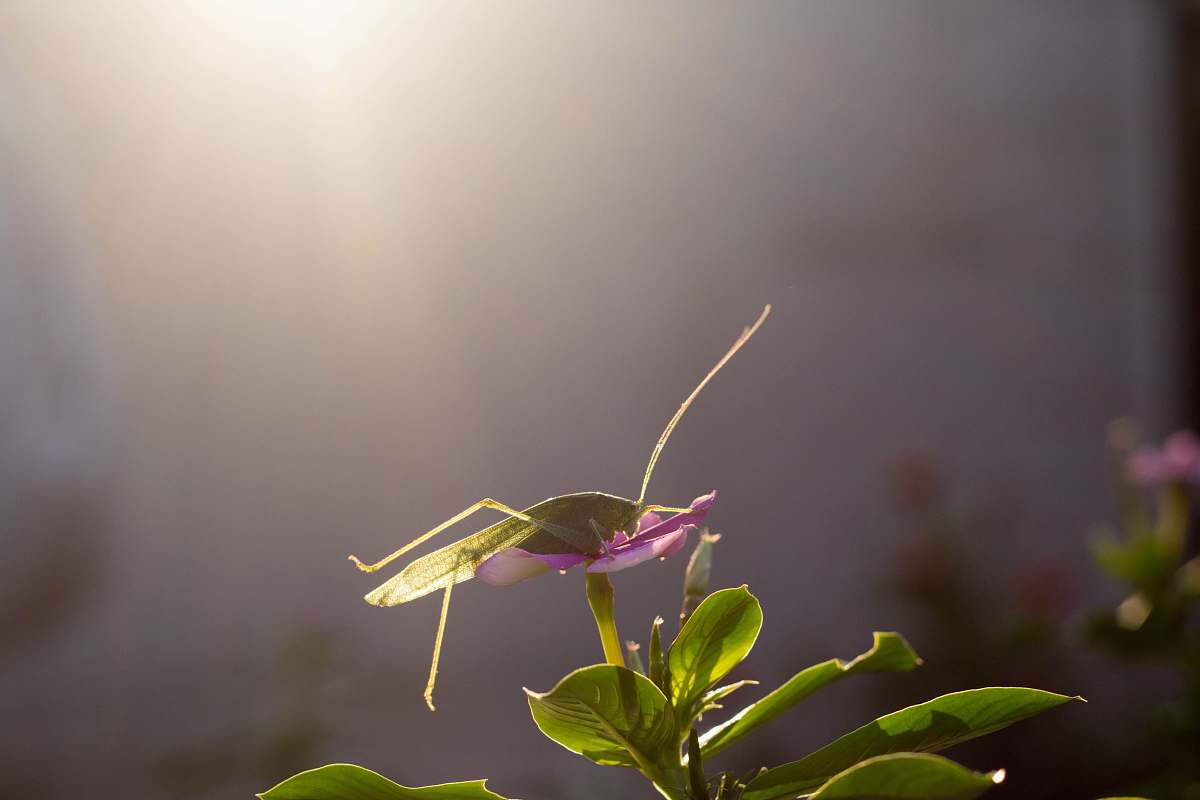 insect green katydid perching on flower during daytime invertebrate