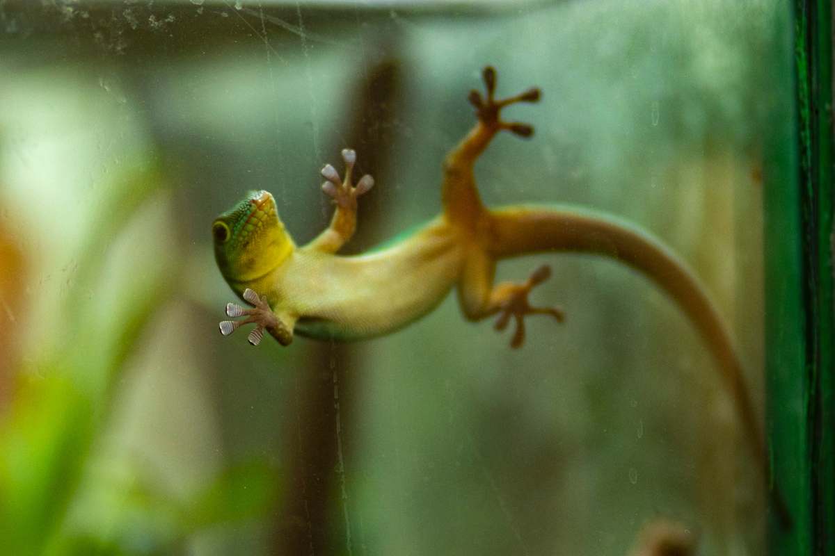 lizard green lizard on clear glass panel reptile