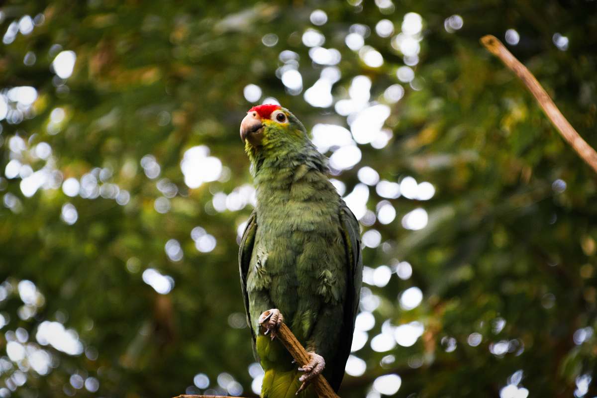 bird green parakeet parrot