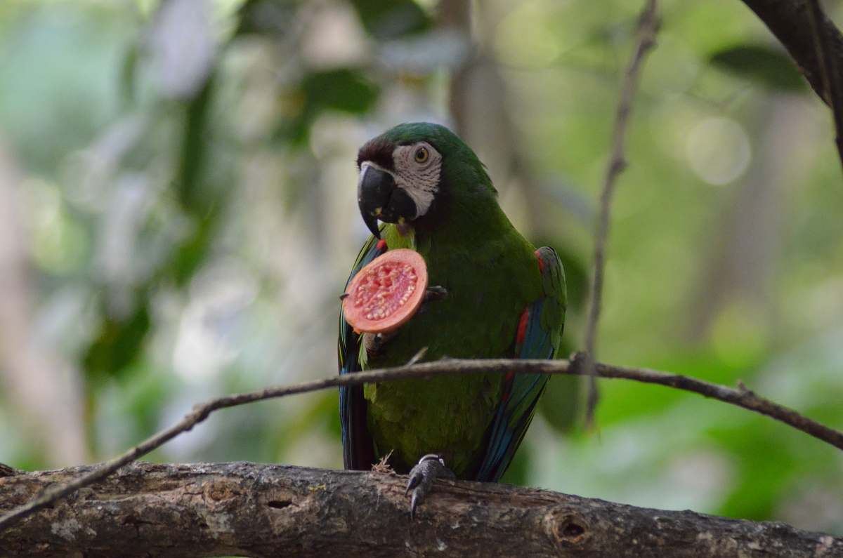 bird green parrot macaw