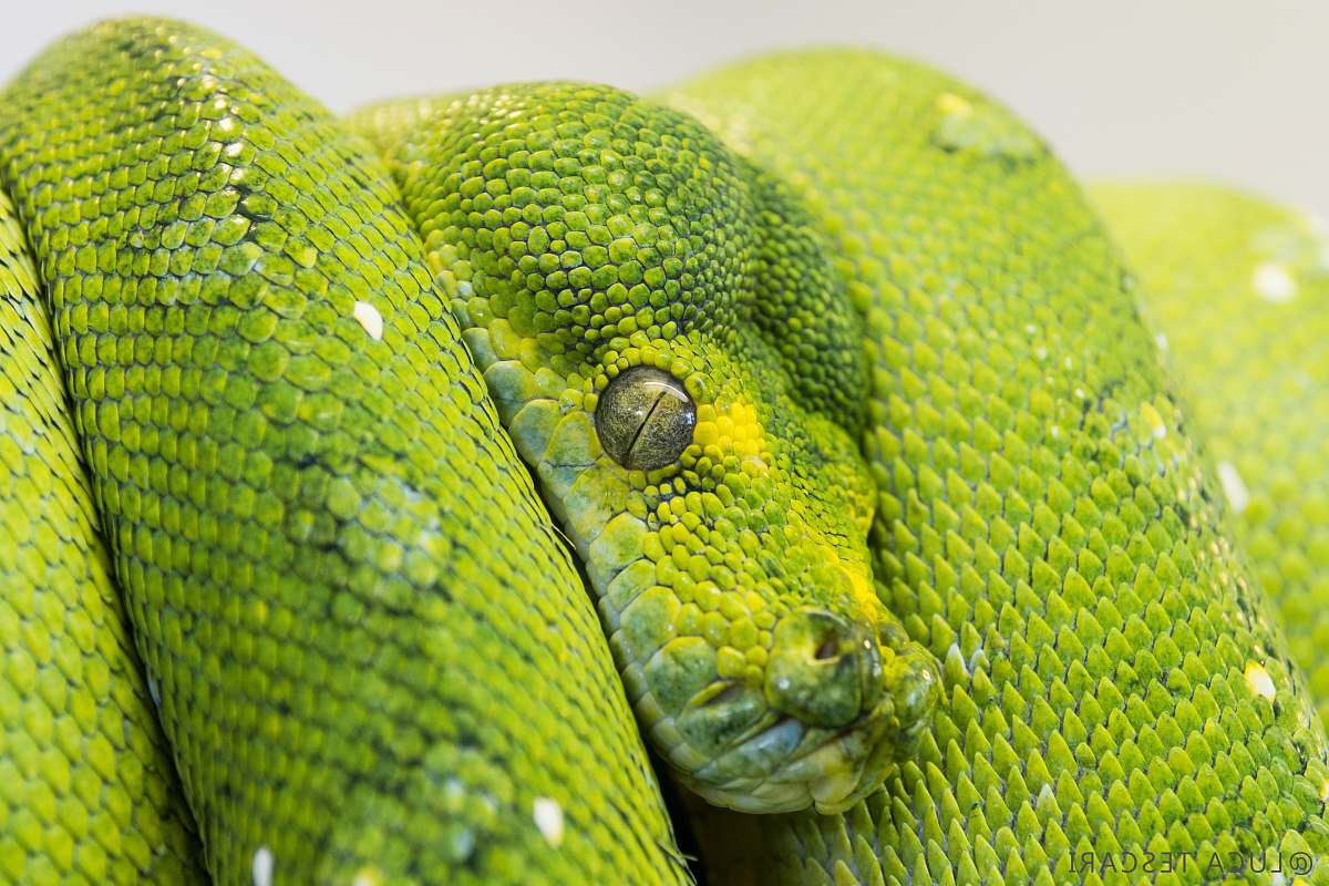 reptile green snake on focus photography snake
