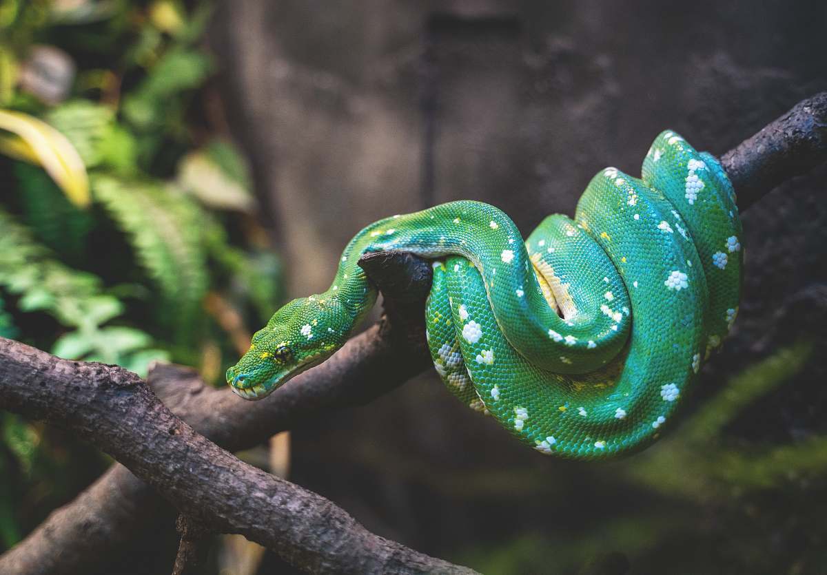 reptile green snake on tree branch snake