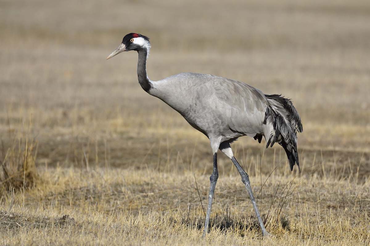 bird grey and black bird on brown field during daytime crane bird