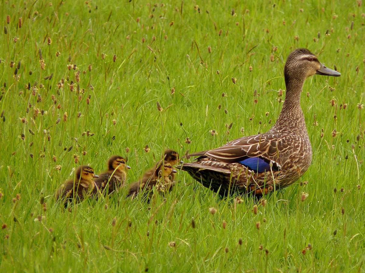 bird grey duck and duckling on green grass waterfowl