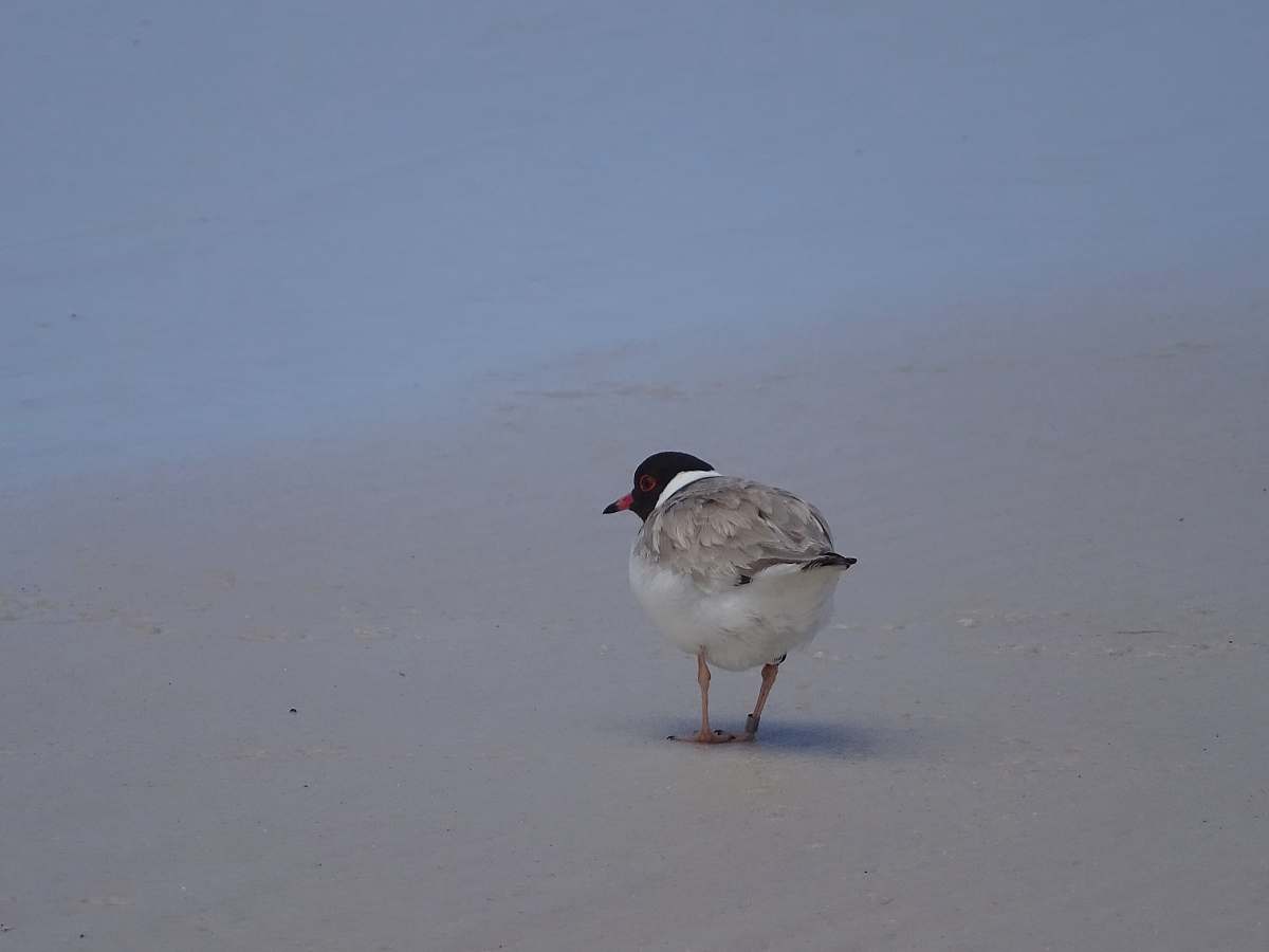 bird grey duck grey