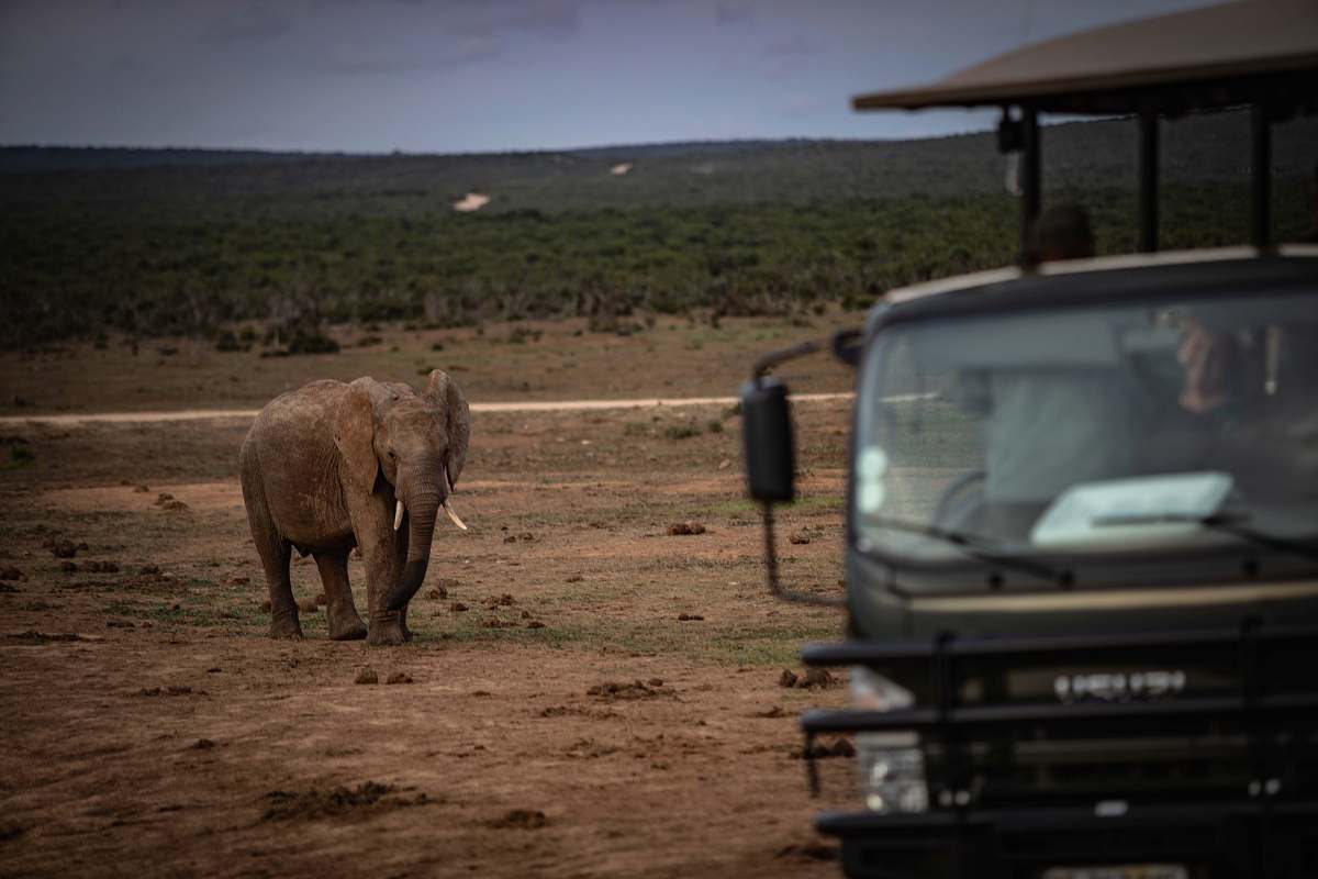 mammal grey elephant beside black vehicle during daytime elephant