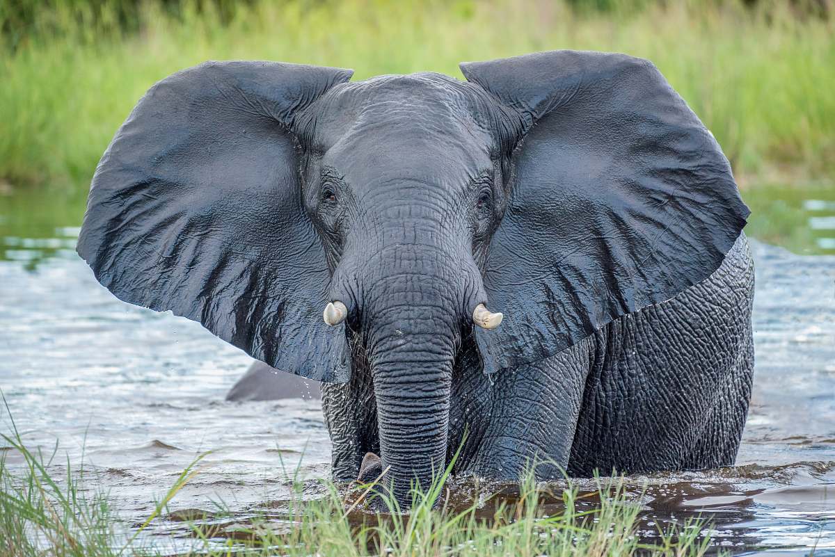 mammal grey elephant in water elephant
