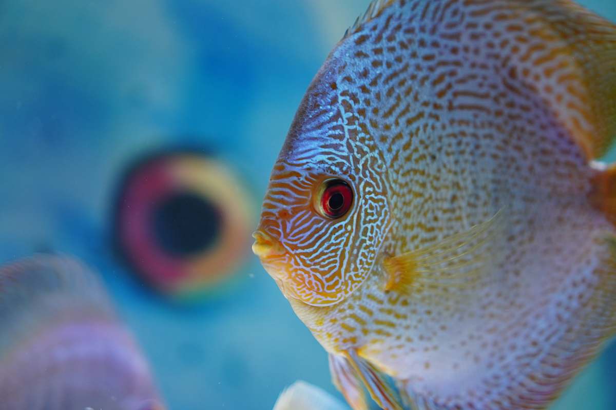 fish grey flat fish angelfish
