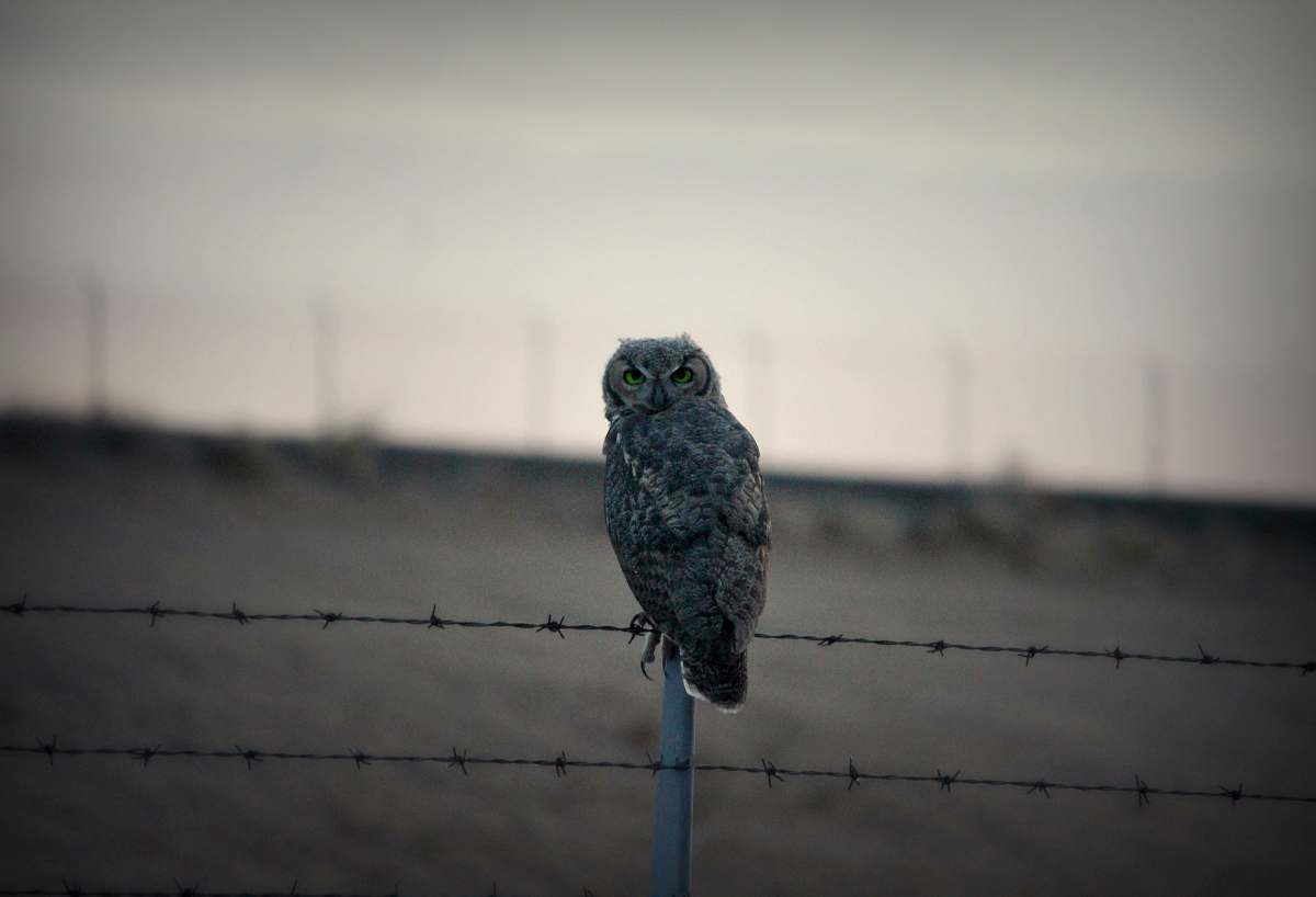 bird grey owl on fence grey