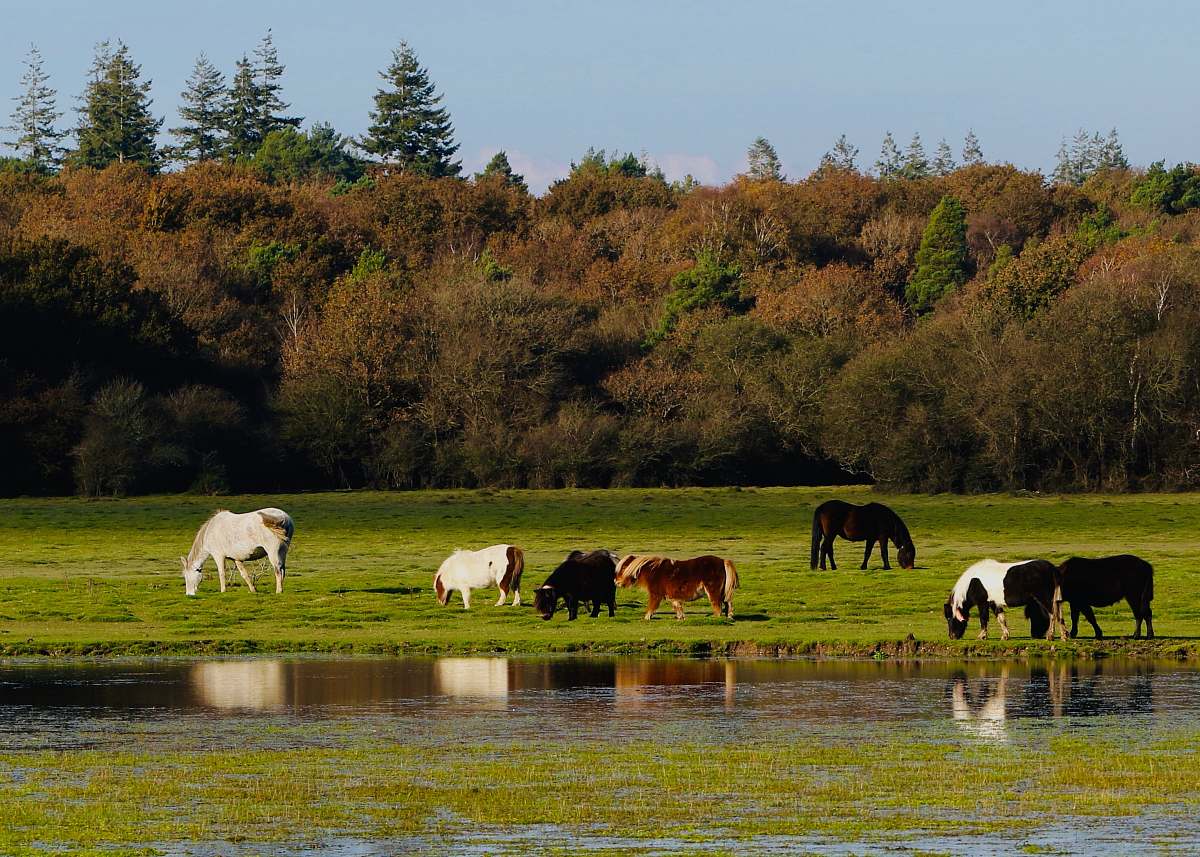 cow group of cows beside lake cattle