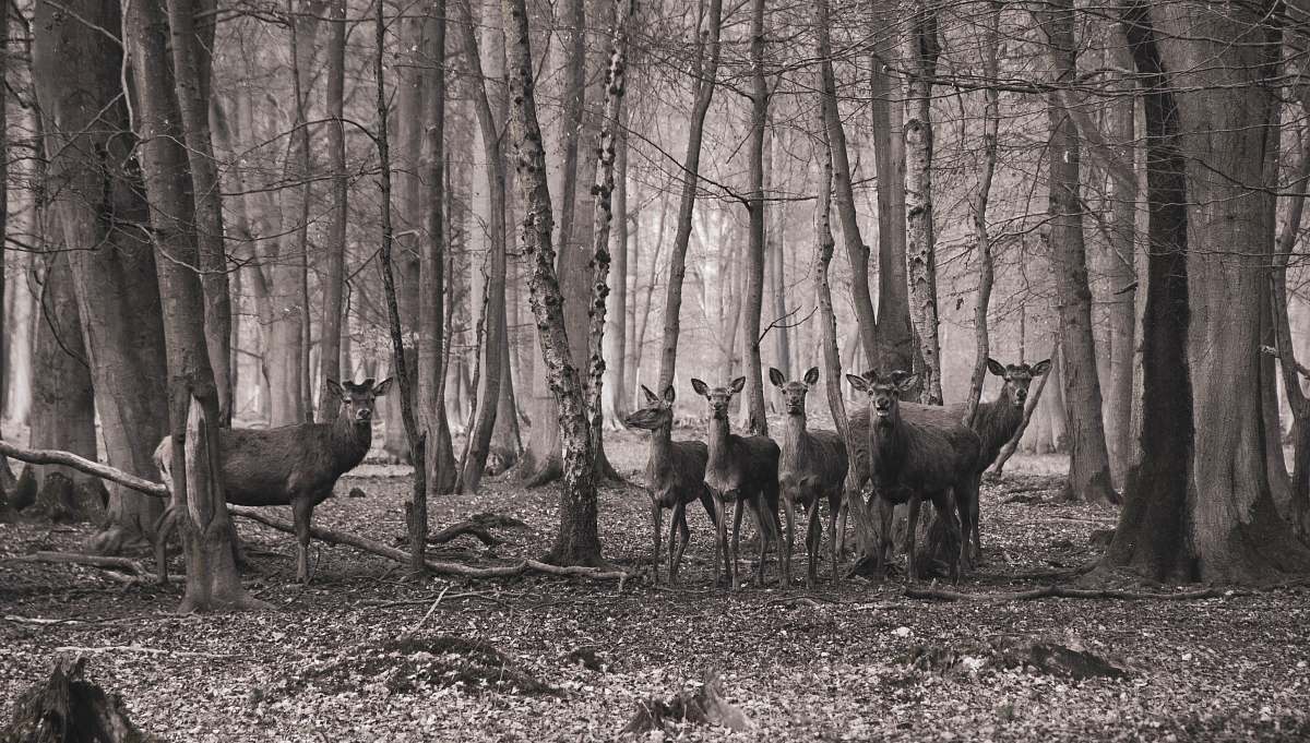 grey group of doe on forest deer