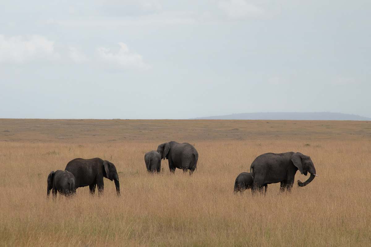 elephant group of elephants on brown grass fie;d wildlife