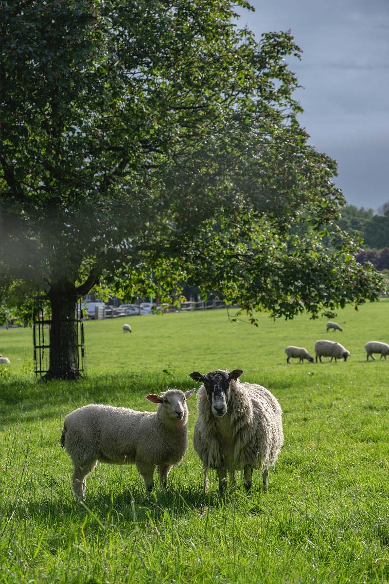 mammal group of sheep on green field during daytime sheep
