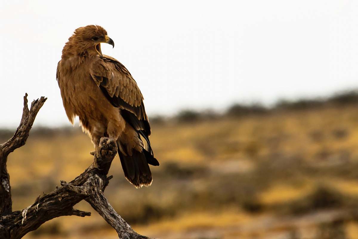 bird hawk on tree branch hawk