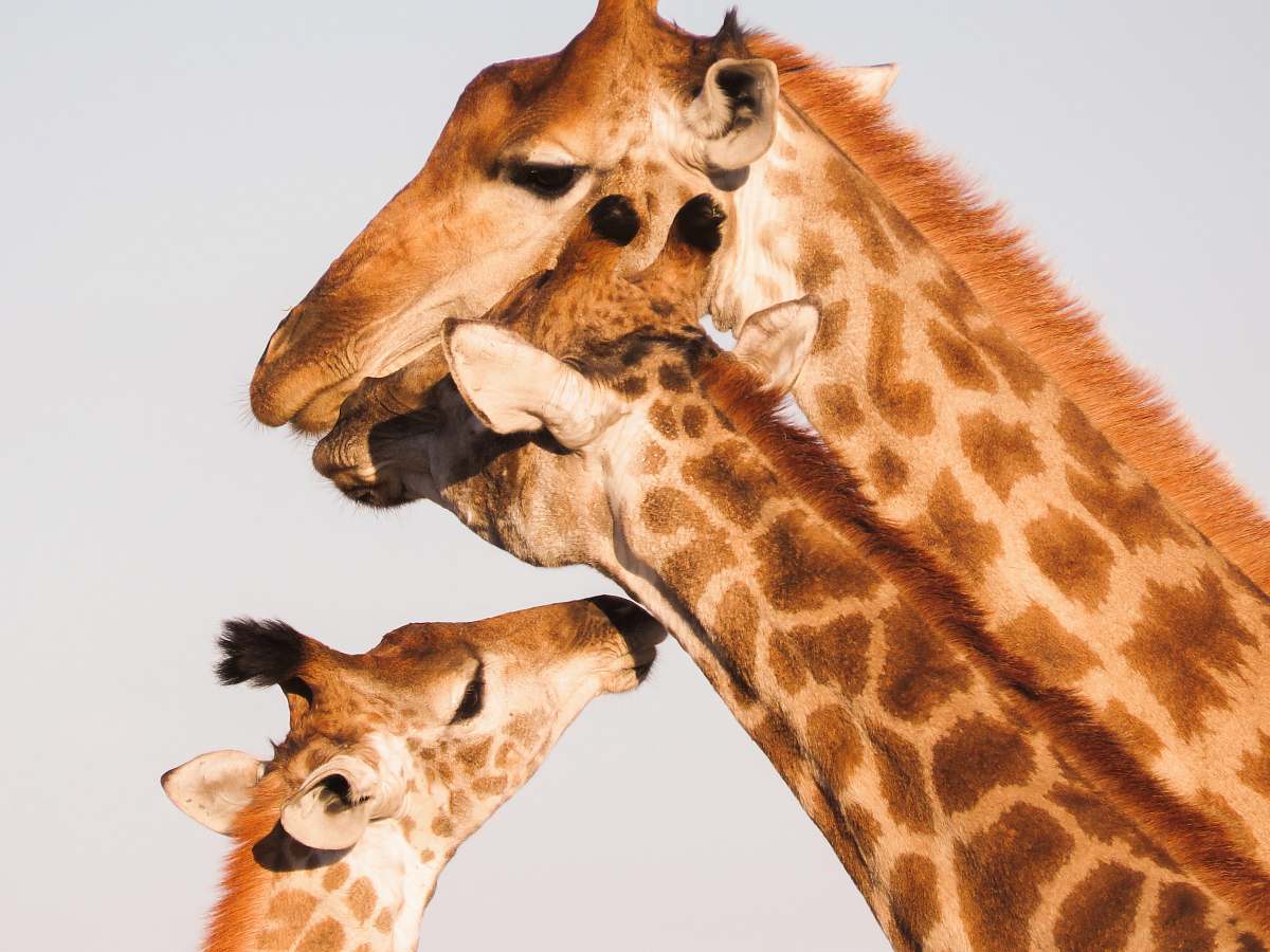 wildlife herd of Giraffe's giraffe