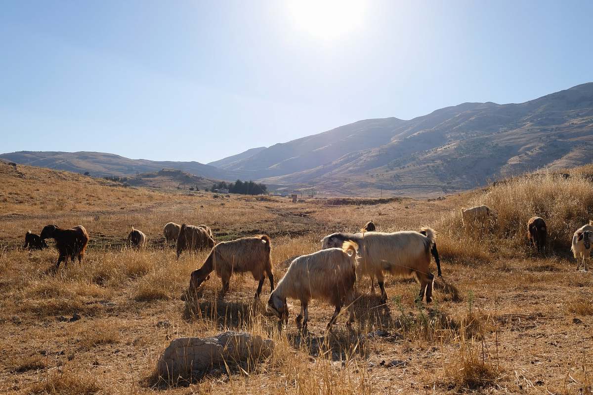 cattle herd of goat eating grasses cow