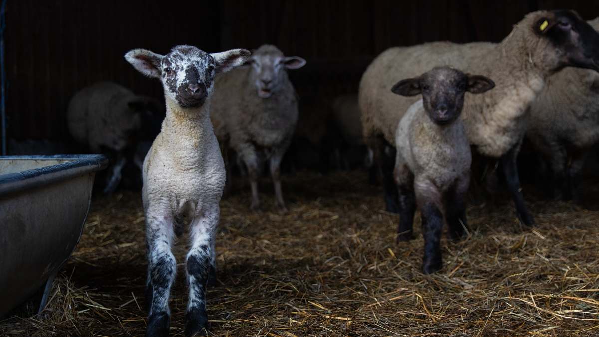 mammal herd of sheep sheep