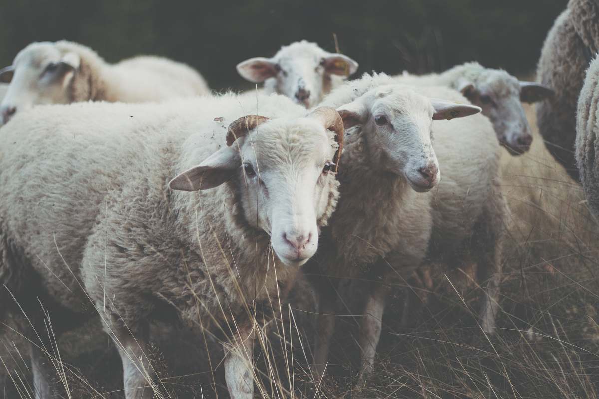 sheep herd of sheep on grass mammal