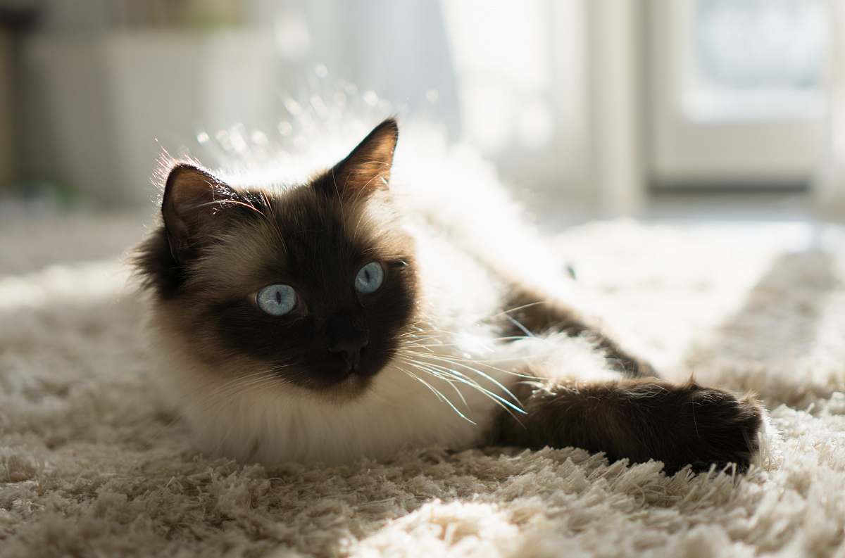 cat Himalayan cat lying on fleece mammal