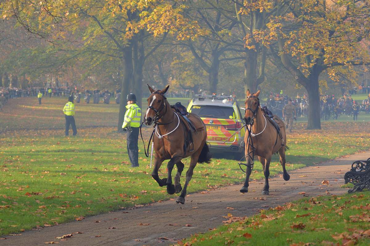 mammal horses in park horse