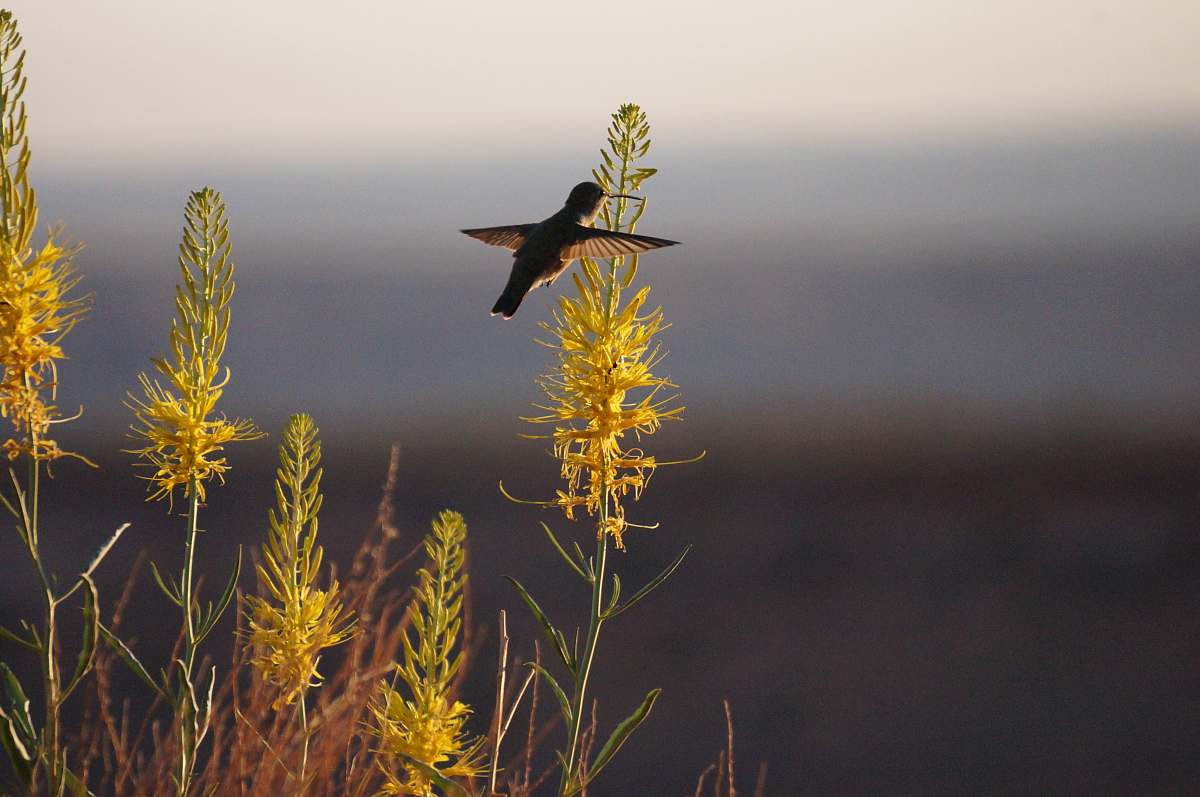 bird hummingbird flying around grass agelaius