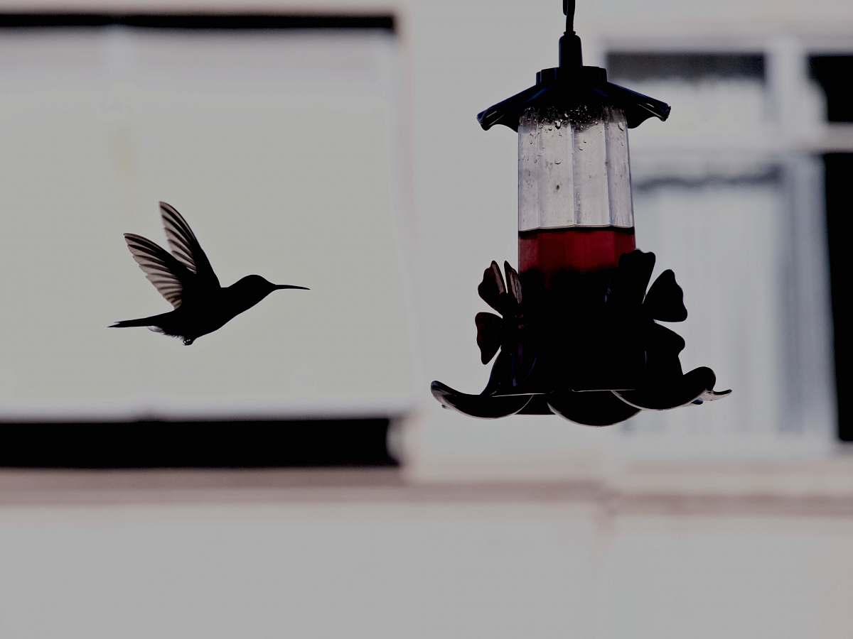 bird hummingbird flying near hanging decor flying