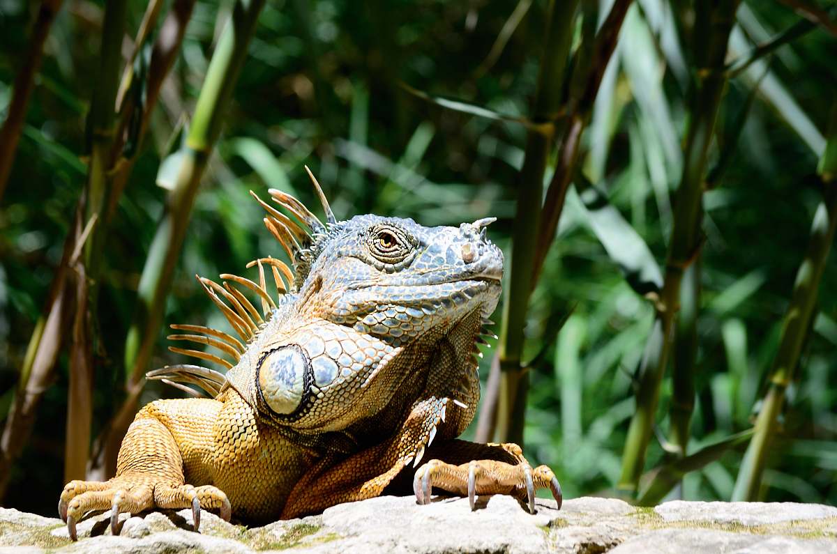 iguana iguana on rock near plants lizard