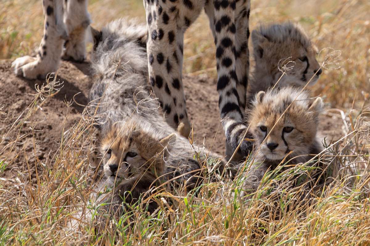 cheetah infant cheetah lying on ground during daytime mammal