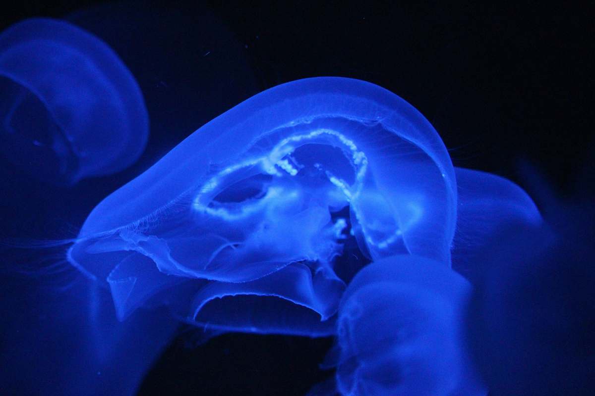 invertebrate jelly fish jellyfish