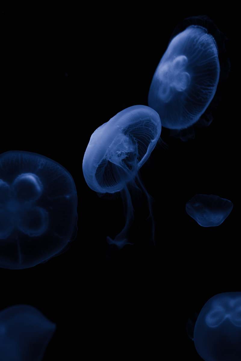 jellyfish jelly fish wallpaper sea life