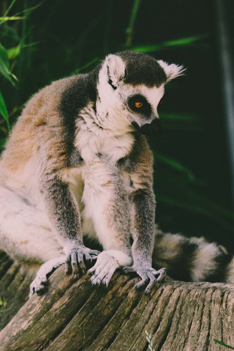 wildlife lemur on top brown branch monkey