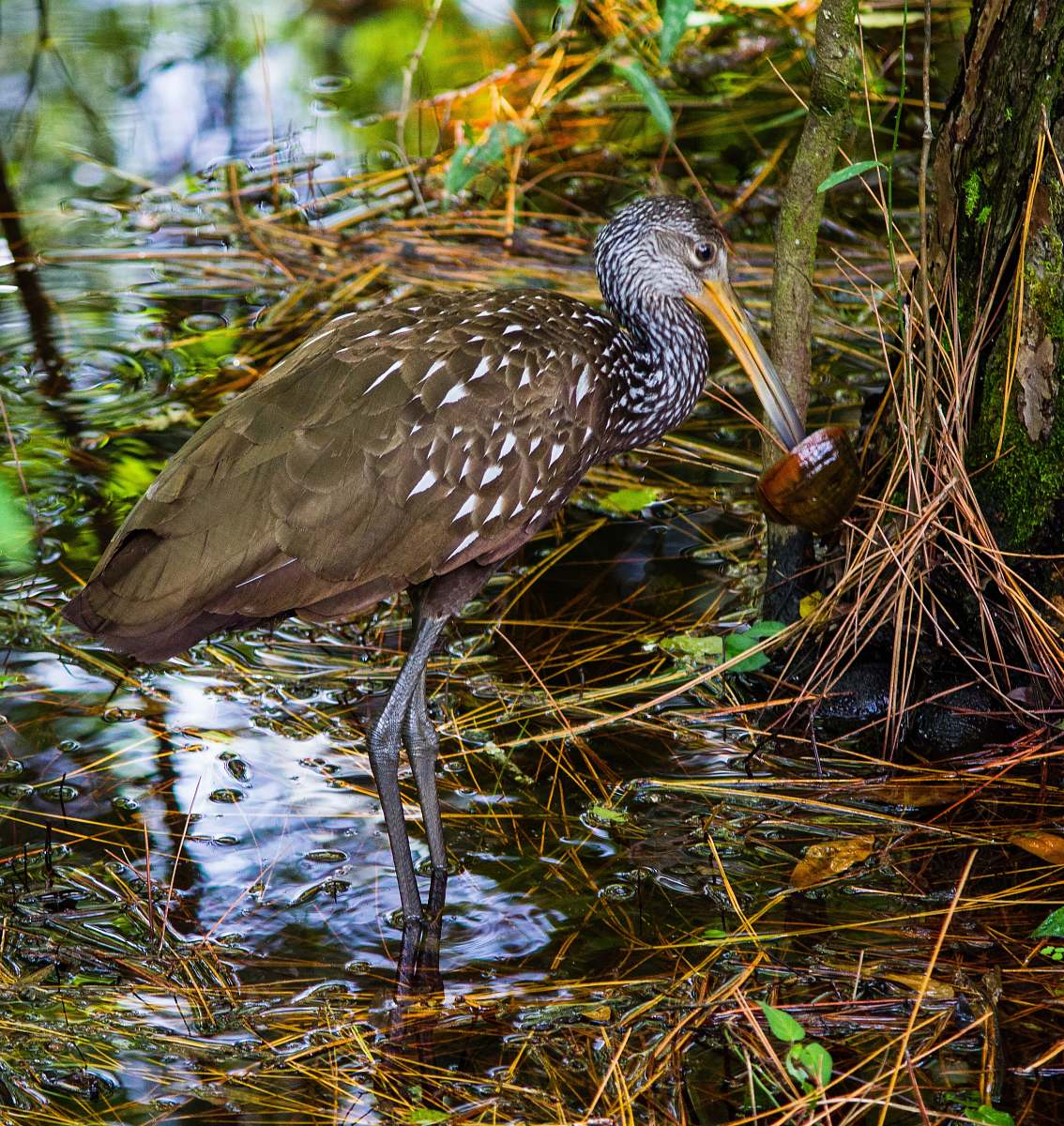 Capture the serene beauty of nature with this stunning image of a Limpkin bird poised elegantly in tranquil waters, nestled near a lush tree. This scene exemplifies the calm of outdoor wildlife, making it perfect for nature enthusiasts, wildlife photography projects, and environmental conservation campaigns. Ideal for use in brochures, articles, and digital content focused on birdwatching, ecosystems, and serene landscapes.