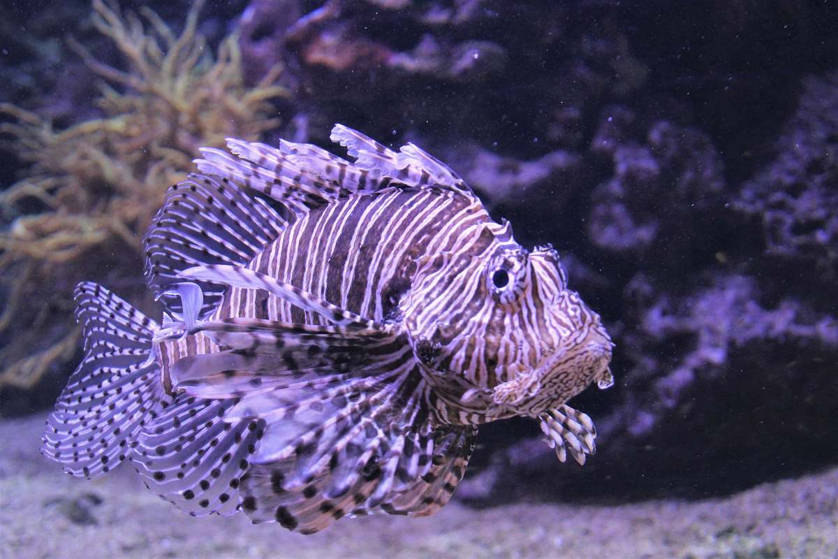nature lion fish water