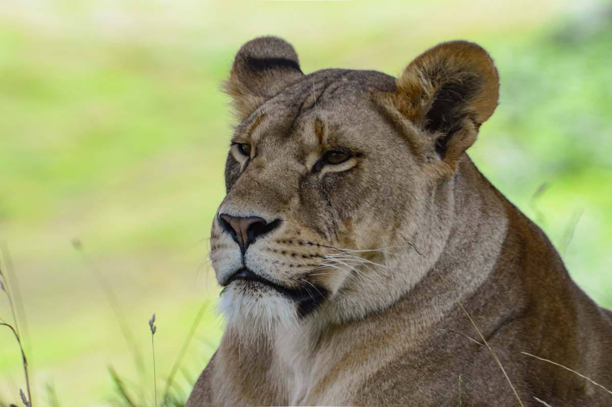 mammal lioness lying on green grass field lion