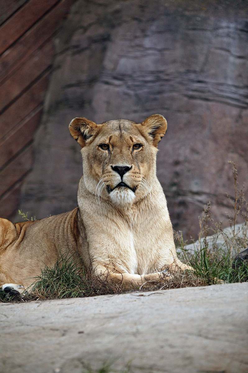 mammal lioness on pavement lion