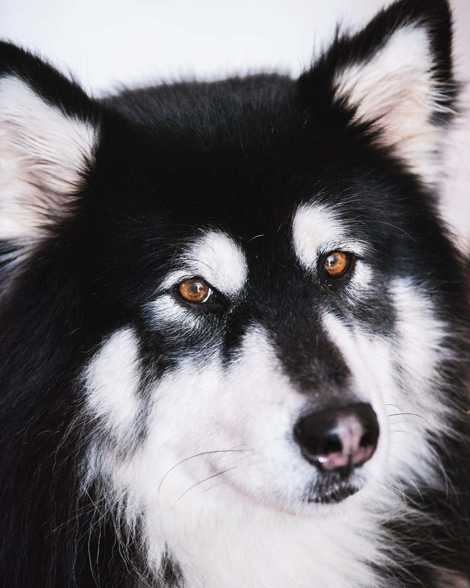 canine long-coated black and white dog dog