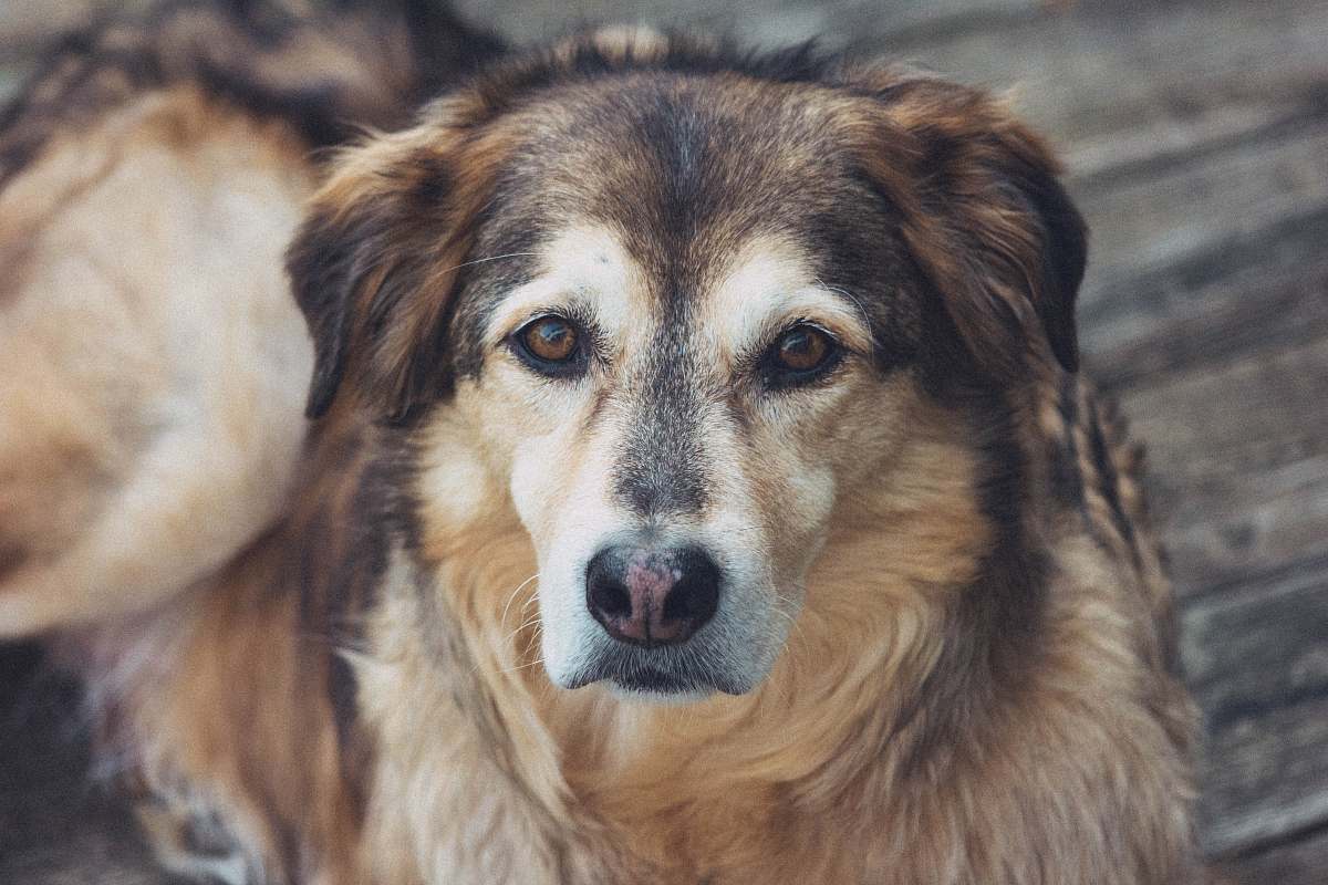 canine long-coated brown dog on gray surface dog
