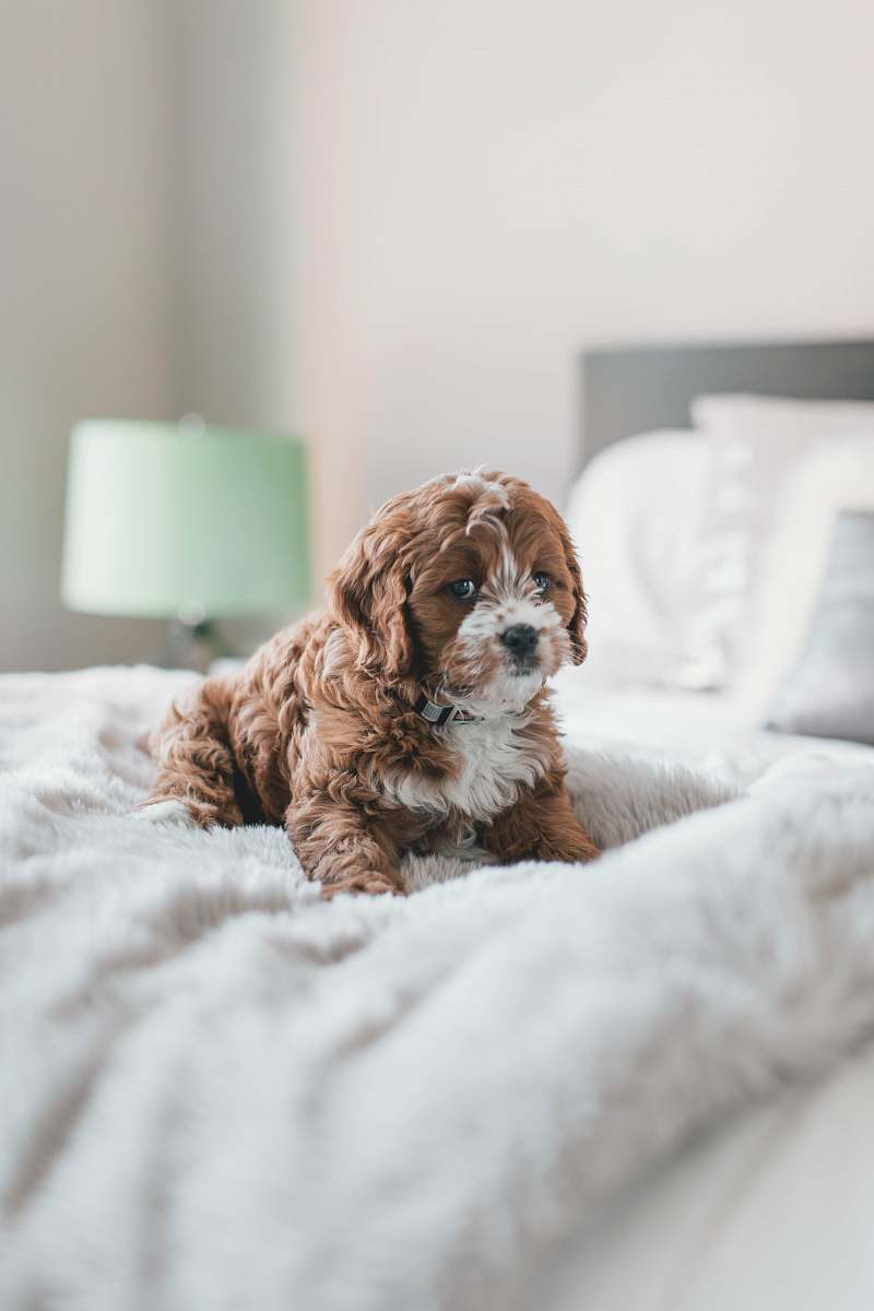 dog long-coated brown puppy inside room pet